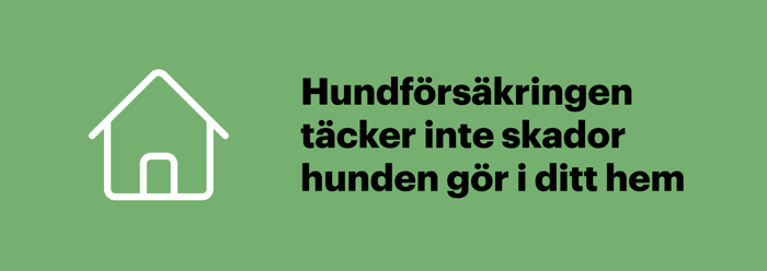 Illustration som förklarar att skador hunden orsakar i hemmet inte täcks av hundförsäkringen utan av hemförsäkringen.